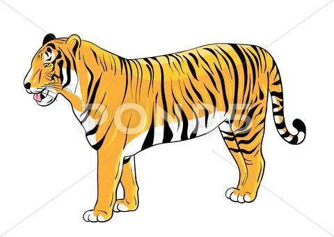 Tiger 스톡 일러스트