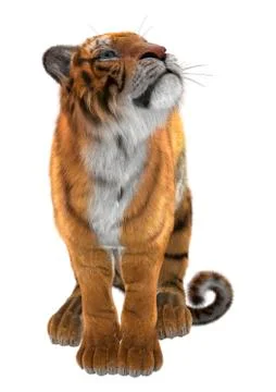 Tiger Stock Illustration