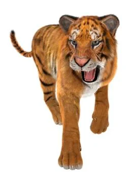 Tiger Stock Illustration