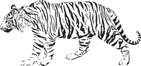 Tiger Stock Illustration