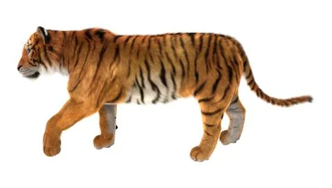 Tiger Stock Illustration