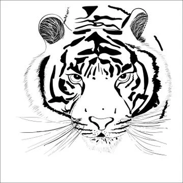 Tiger Illustrazione stock
