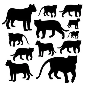 Tiger Stock Illustration