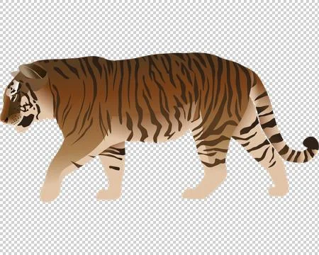 Tiger Illustrazione stock