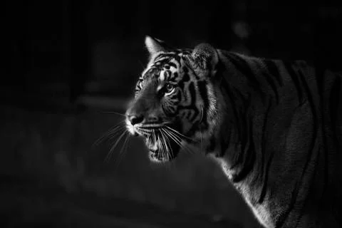 Tiger Intimate stare Stock Photos