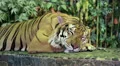 Tiger on a iron leash HD Footage