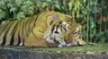 Tiger on a iron leash in zoo, Thailand HD Footage