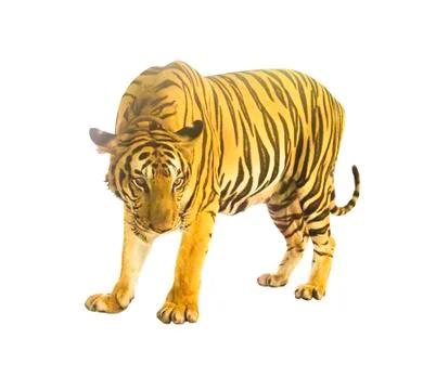 Tiger isolated Stock Photos