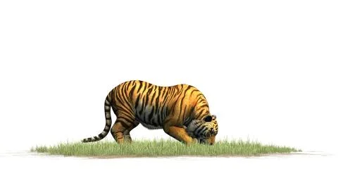 Tiger - isolated on white background Stock Illustration