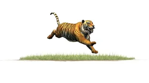 Tiger - isolated on white background Иллюстрация