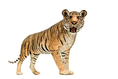 Tiger isolated on white background Stock Illustration