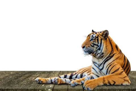 Tiger isolated on white background Stock Photos
