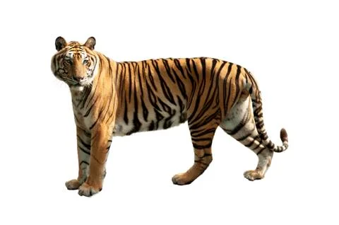 Tiger isolated on white background. Foto stock