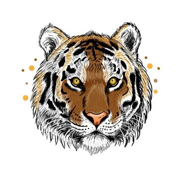 Tiger isolated on white background. Wall stickers Stock Illustration