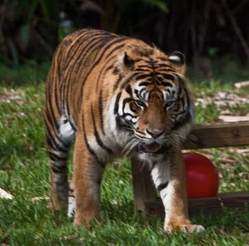 Tiger on its way... Stock Photos