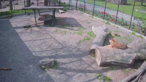 The tiger jumped on a log from acceleration Stock Footage 153605426