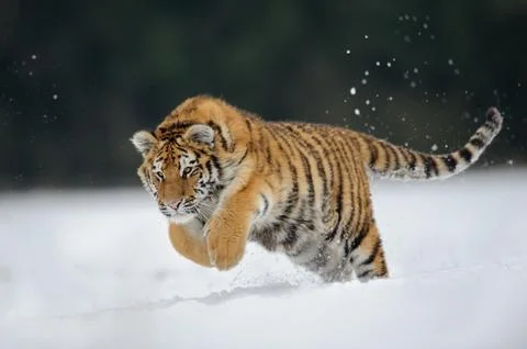 Tiger jumping on snow Stock Photos