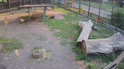 Tiger jumping to the tree Stock Footage 157808218