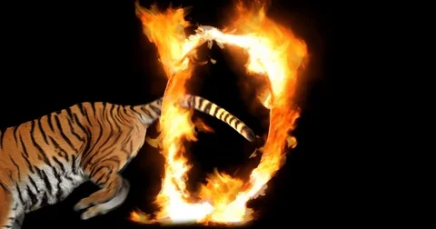 Tiger jumps into fiery ring. The flame reacts to the movement of the animal. Stock Footage