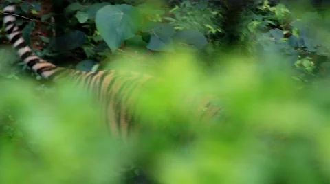 Tiger in jungle Stock Footage 703887