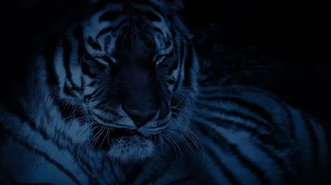Tiger In The Jungle At Night Stock Footage 61149748