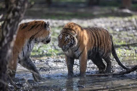 Tiger in the jungle Stock Photos