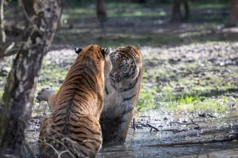 Tiger in the jungle Stock Photos