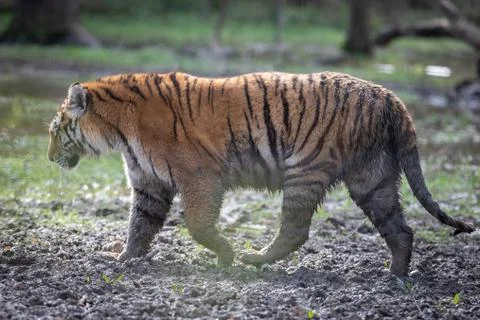 Tiger in the jungle Foto stock