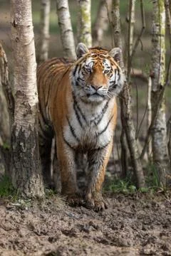 Tiger in the jungle Foto stock