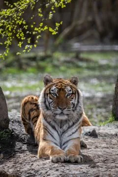Tiger in the jungle Stock Photos