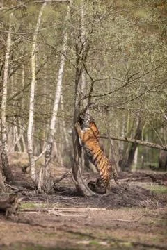 Tiger in the jungle Stock Photos