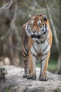 Tiger in the jungle Stock Photos