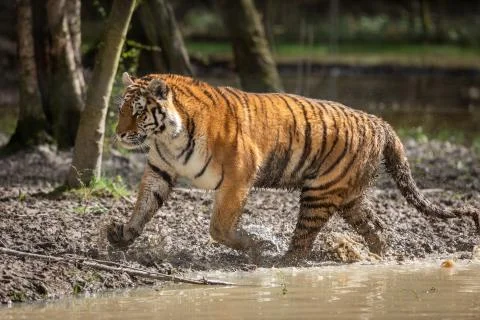 Tiger in the jungle Stock Photos
