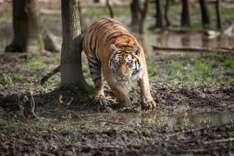 Tiger in the jungle Stock Photos