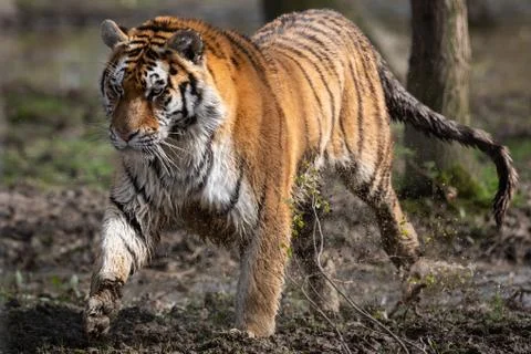 Tiger in the jungle Stock Photos
