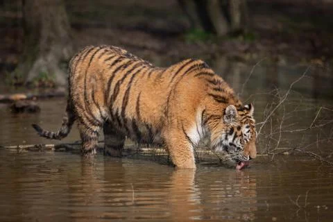 Tiger in the jungle Stock Photos