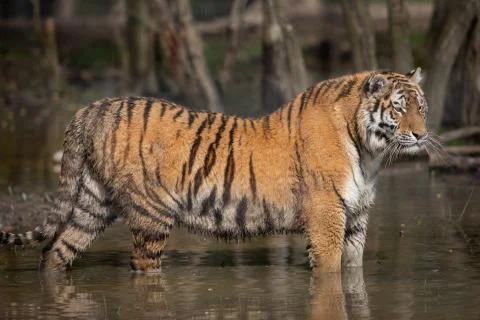 Tiger in the jungle Foto stock