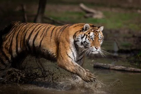 Tiger in the jungle Stock Photos