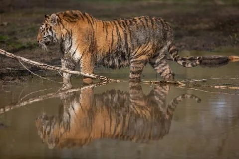Tiger in the jungle Stock Photos