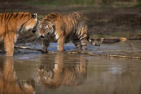 Tiger in the jungle Foto stock