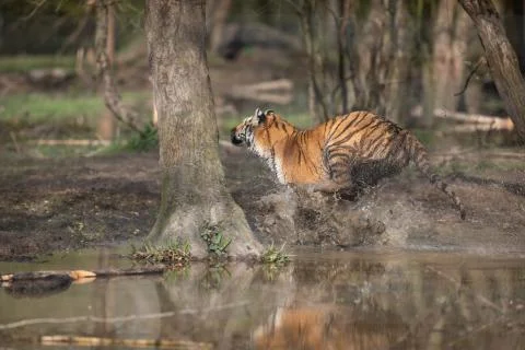Tiger in the jungle Stock Photos