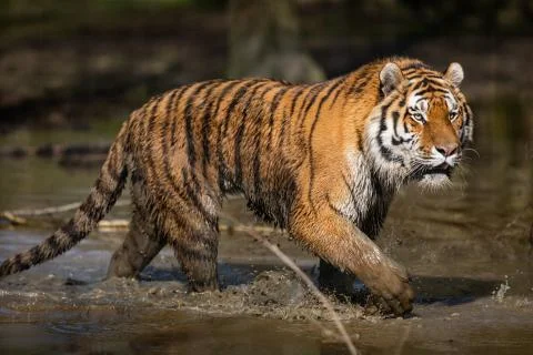 Tiger in the jungle Stock Photos