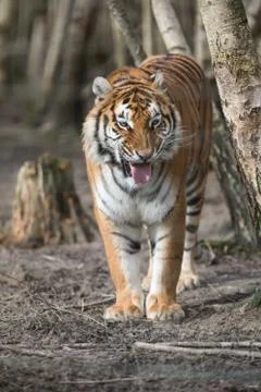 Tiger in the jungle Stock Photos