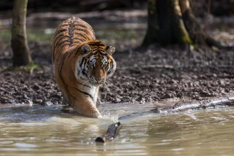 Tiger in the jungle Foto stock