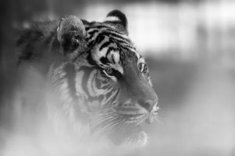Tiger in the jungle Foto stock