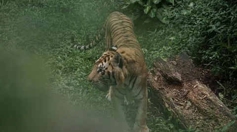 Tiger in the Jungle Stock Photos