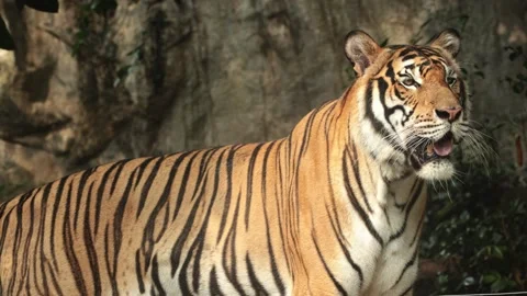 A tiger in a jungle plays with its tail, biting it and occasionally looking at Stock Footage 308197113