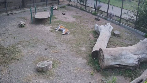 Tiger just chilling on the cage Stock Footage 162732658
