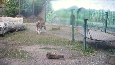 The tiger just climbed into the swing Stock Footage 164049243