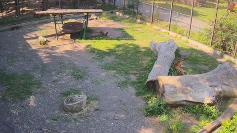 Tiger just have a rest on the cage Stock Footage 157967913